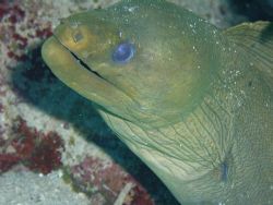 Green Moray EEL. by Lora Tucker 